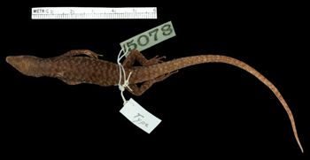 Media type: image;   Herpetology R-15078 Aspect: dorsal